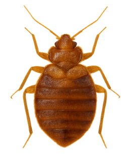 Bed Bugs pest identification