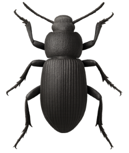 Beetles pest identification