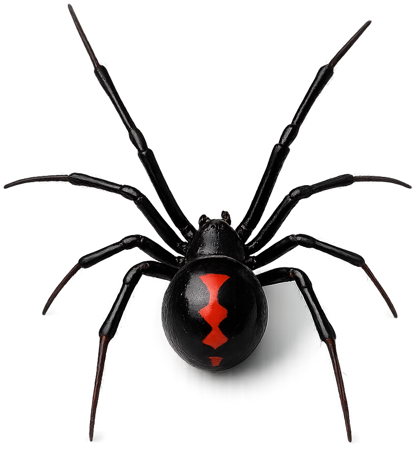 Black Widows pest identification