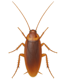 Cockroaches pest identification