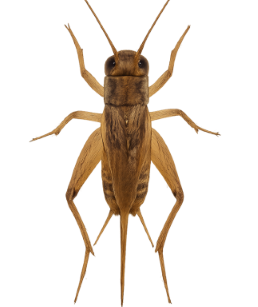 Crickets pest identification