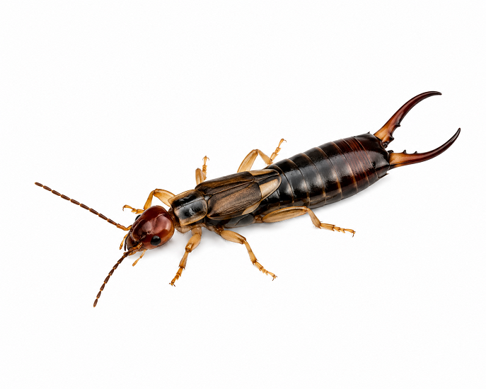 Earwigs pest identification
