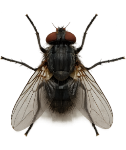 Flies pest identification