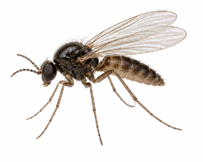 Gnats pest identification
