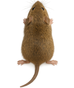 House Mice pest identification