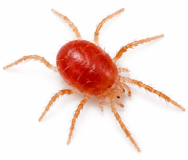 Mites pest identification