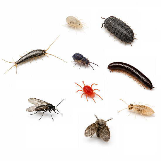 Moisture Pests pest identification