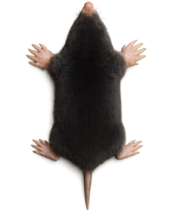 Moles pest identification