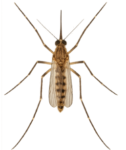 Mosquito control in Las Vegas