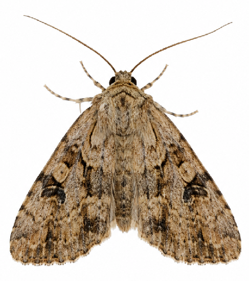 Moths pest identification