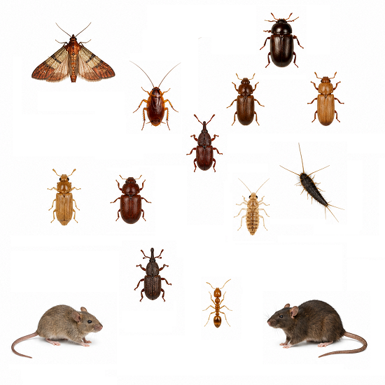 Pantry Pests pest identification