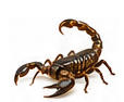 Scorpion control in Las Vegas