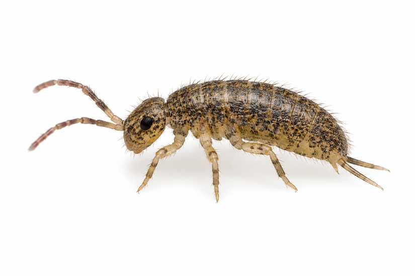 Springtails pest identification