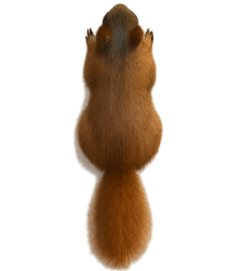 Ground Squirrels pest identification