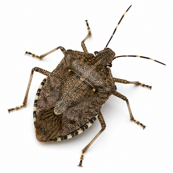 Stink Bugs pest identification