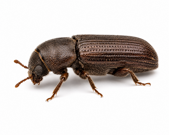 Wood-Boring Beetles pest identification
